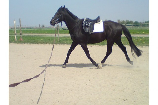 Wunderschöner 5 Jähriger Rappwallach - Wallach - Lautenbach