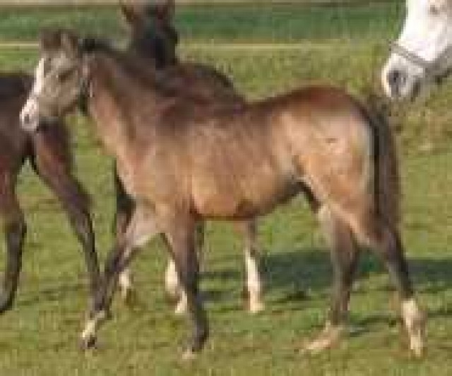 Welsh-B Falbstutfohlen - Ponys - Burgkunstadt