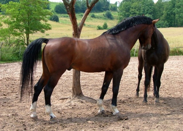 Gekörter Furioso North-Star - Deckhengst - Schlüsselfeld