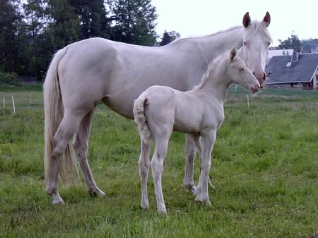 Barocke Cremello Stute - Stute - Schönheide