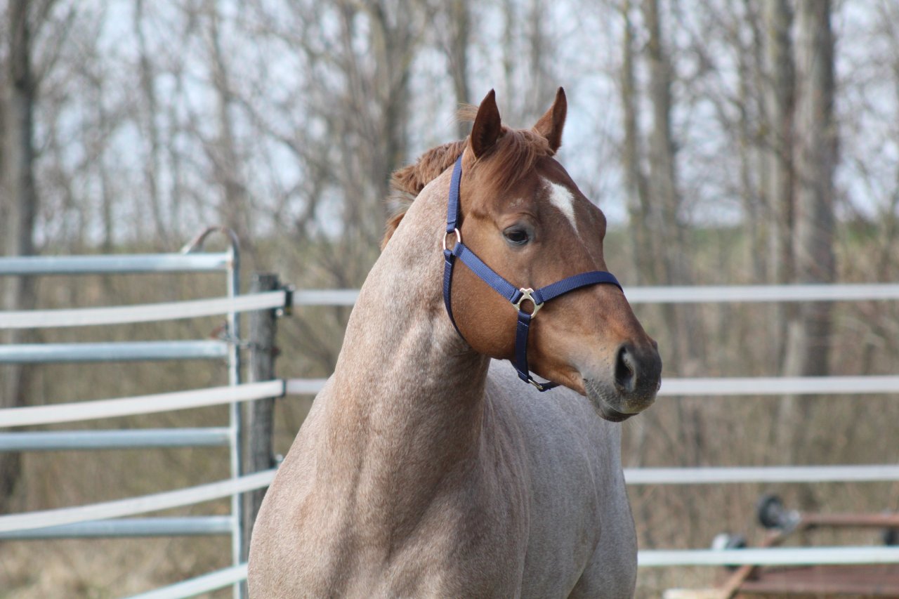 AQHA / APHA Deckhengst - Deckhengst - Pöttsching